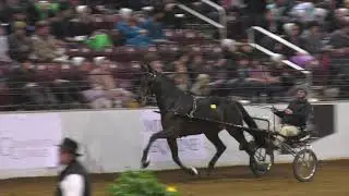 Winning American - 2021 National Breeders' Showcase