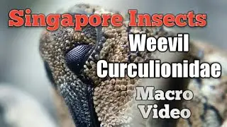 Singapore Insect Weevil curculionidae Macro Video