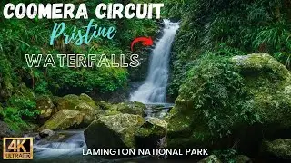 Hiking Binna Burra&rsquo;s Best Kept Secret | Coomera Circuit