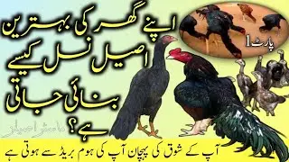 How to make a pure aseel home breed? Master Aseels