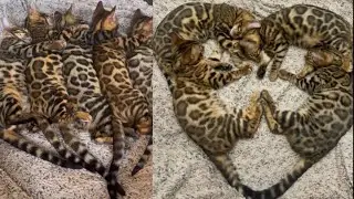 Funny Cats Videos 2022 Compilation