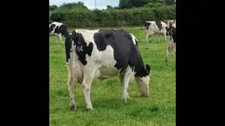 Udder Health