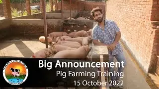 Pig Farm Training Starting From 15-Oct-22 | Vikas Live Stock, Saharanpur, Uttar Pradesh