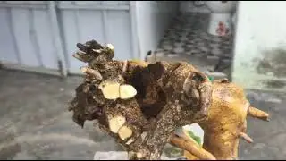 M344 gl c&acirc;y lưỡi nai 250k Lh0707713796 Khương bonsai 