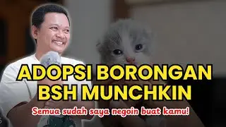 Saya open adopsi kucing BSH Munchkin, saya nego mahar open adopsi kepotong sampai 2jt!!