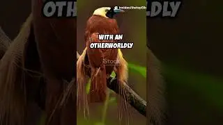 Top 5 Rarest Birds in the World #shorts #youtubeshorts #top5 #facts #animals #birds #didyouknow