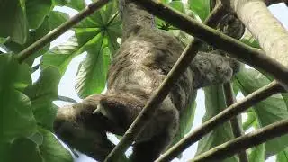 The great three-toed sloth enjoys its peace