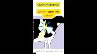 Dairy Form - Conformation Traits #dairyfarmingtips #cowgenetics #absindia #tamil