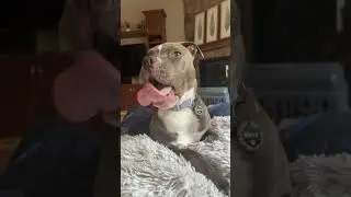 PITBULL MLEMS