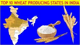 भारत में शीर्ष 10 गेहूं उत्पादक राज्य | Top 10 wheat Producing States in India