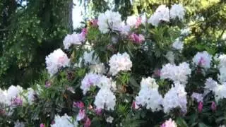 Real Moments' Brain Break: Magnificent Rhododendron at Van Dusen Botanical Garden - Vancouver, BC,