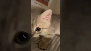 #CuteCats    #FunnyFelines    #CatComedy    #AdorableAnimals    #KittenJoy    #Purrfection