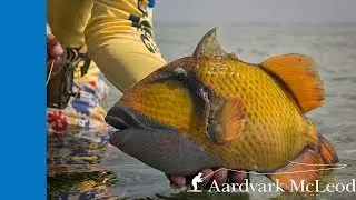 Flat Out Strange - Fly Fishing For Trigger Fish In Sudan