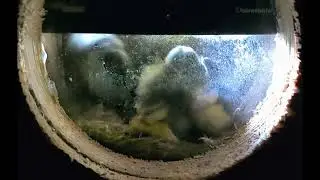 Bluetits Fledglings