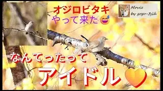なんてったってアイドル💛オジロビタキ♀ #バードウォッチング #オジロビタキ #birds