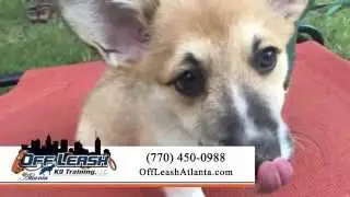 Off Leash K9 Training, Georgia | OffLeashGeorgia.com | Dog Training Atlanta