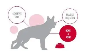Badger Veterinary Hospital & Royal Canin: Debunking Pet Food Ingredient Myths