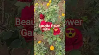 Beautiful Flower Garden #trending #flower #garden #shorts