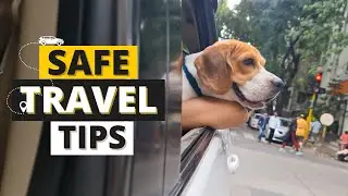 Traveling with Your Beagle Tips and Tricks for a Stress Free Trip