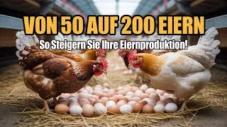 Von 50 auf 200 Eier pro Tag von Hennen Eine echte Strategie zur Skalierung Ihres Eiergeschäfts