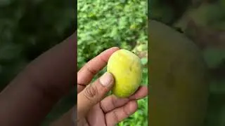 Desi Aam ! 🥭🥭