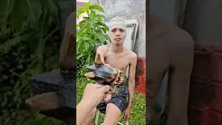 COCOMELON DAN ULAR COBRA