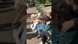Pelican birds at St James's Park Buckingham Palace