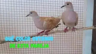 QUE COLOR OBTENGO CON ESTA PAREJA