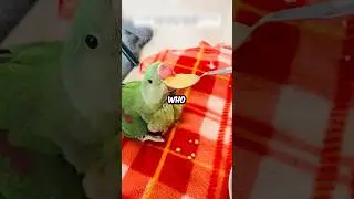 Rescue parrot #animals #wildlife #wildliferescue #lovestory #love ￼