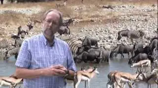 Physics of Life - Optimum Walking Speed