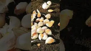 Garlic planting, homemade compost and protection from critters