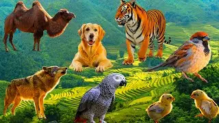 Cute Pet Videos:Chicken ,Elephant ,Tiger ,Camel ,DOG ,Wolf ,Horse &ndash; Animal Sounds