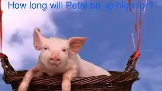 Wiggly Trivia Big Barn Farm: Pigs Might Fly