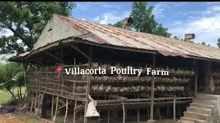 Livestock and Poultry Production Management (Layer Chicken) ANSCI105 BSAM-2A