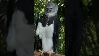 Eagle in forest 😍😍 #forest #animals #wildlife #eagle