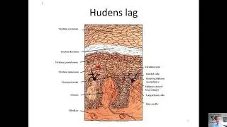 Hudens opbygning