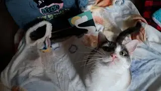CatLadyBox Unboxing | January 2025