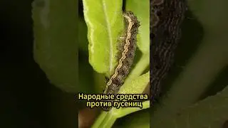 Народные средства от гусениц
