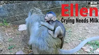 Poor Baby Monkey Ellen Crying Loudly to Request Her Mom Elsa to Milk