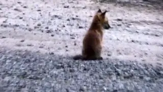 Barking fox pups.