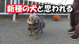 旅先で「犬種は何？」と聞かれまくった犬