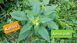 Kulitis plant  / Amaranth