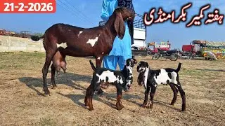 Bakra Mandi Kameer Ki Update sony Wali Beetal Bakryian | Breeder Quality Goat Baby