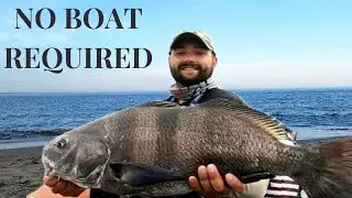 CATCH 'N' COOK - Black Drum AKA 
