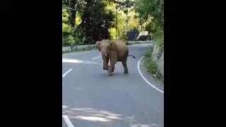 Elephant crossing road in Dehradun