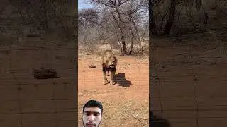 Meat Gets Hit By A Lion's Head 🦁🔥✨ #animals #wildanimals #wildlife