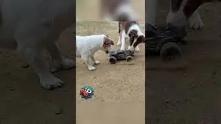 Dogs Rodeo #3DAS #RCcar #dog