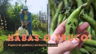 Habas o Truco!! | Popurrí de Pollitos y un Huerto al Revés