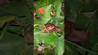 Snail eat fresh vegetables #snail #video #food #youtube