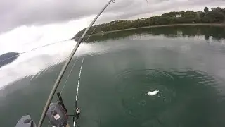 bass fishing menai straits with live bait and lures